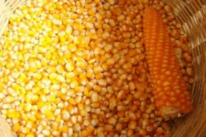 मकैका पाँच जात सिफारिस गर्ने तयारी