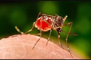 आज विश्व औलो दिवस, अन्तरराष्ट्रिय प्रतिनिधि दिवस पनि आजै