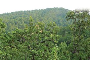 सिकार खेल्न गएका २४ वर्षीय युवकको गोली लागेर मृत्यु, १० जना पक्राउ