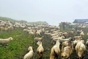 बाढीले भेडीगोठका २६ बाख्रा पुरिए