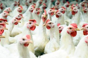 बजारमा मासुको मूल्य आकाशियो, उपभोक्ता मारमा