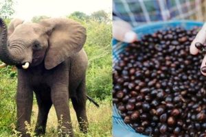 विश्वको सबैभन्दा महंगो कफी, जुन बन्छ हात्तिको गोबरमार्फत