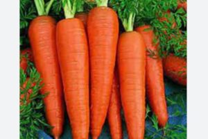 यी हुन गाजर खानुको १० फाइदा, दिन्छ अनेक फाइदा