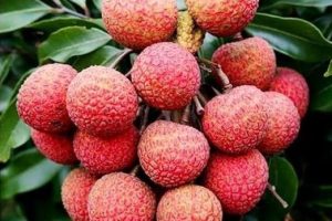 लिची धेरै नखानुहोस, नत्र निम्तिन सक्छ स्वास्थ्य समस्या