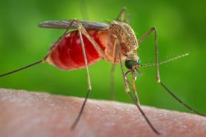 लामखुट्टे भगाउन अपनाउनुहोस् यी घरेलु उपाय