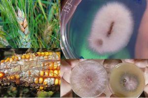 कोरोनापछि अब चीनले बनायो नयाँ भाइरस ‘फुसेरियम’, अमेरिकाले गर्‍यो खुलासा