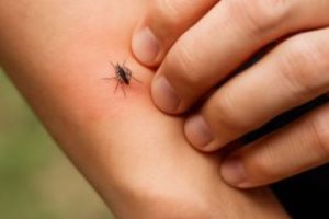 लामखुट्टेले हैरान गरयो, घरेलु चार तरिकाले अब भगाउनुहाेस्