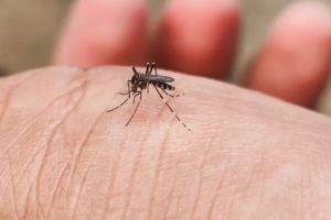 पुदिना, लसुन र निममार्फत भगाउनुहाेस् लामखुट्टे, सहज छ घरेलु उपाय