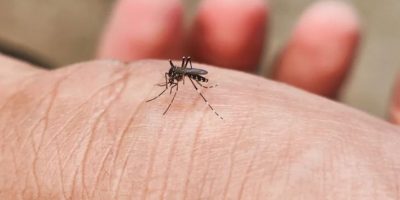 पुदिना, लसुन र निममार्फत भगाउनुहाेस् लामखुट्टे, सहज छ घरेलु उपाय