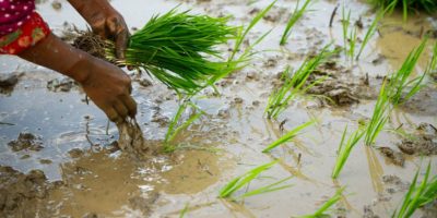 देशभर ५९ प्रतिशत मात्र रोपाइँ